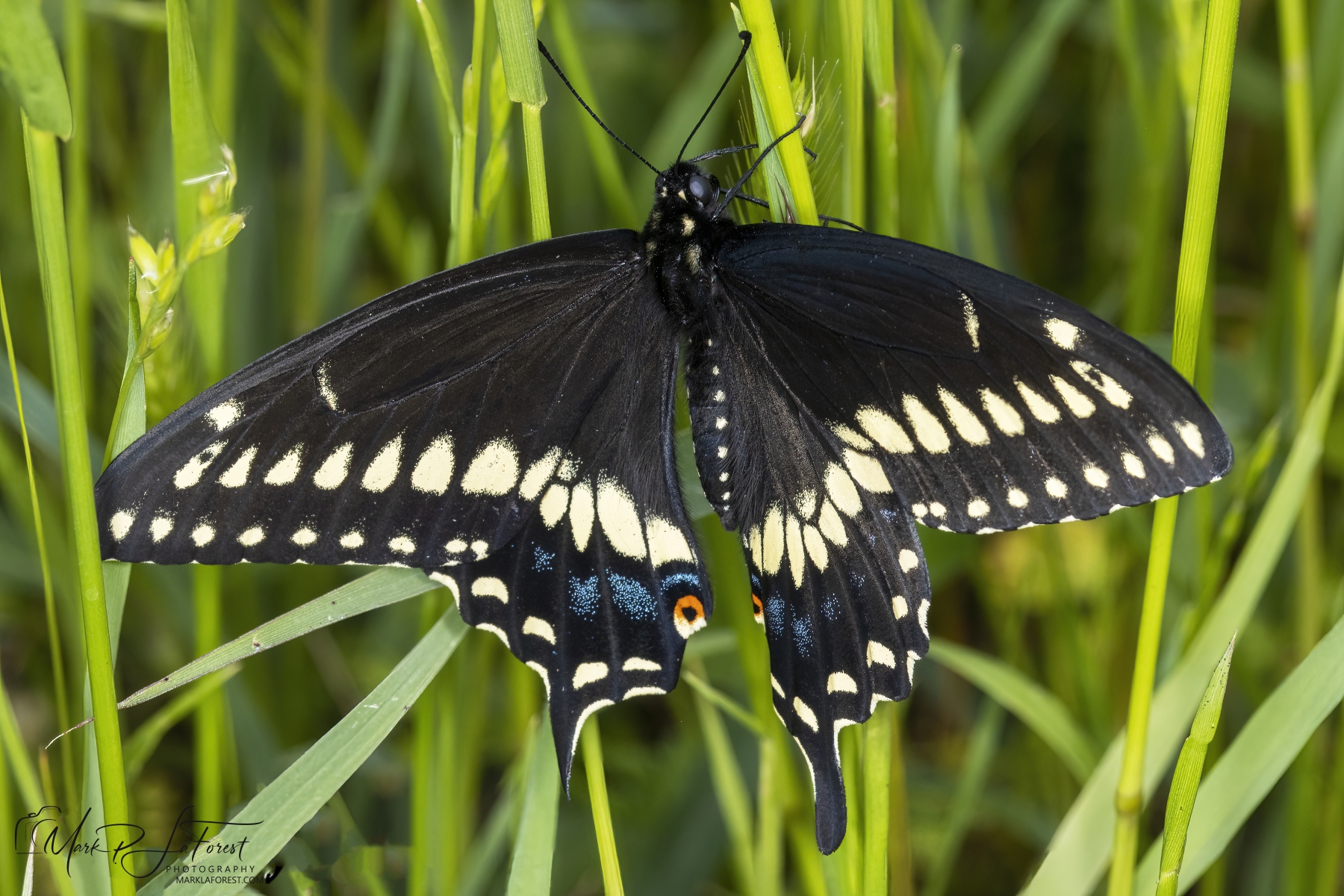Black Swallowtail Butterfly, Austin, Texas